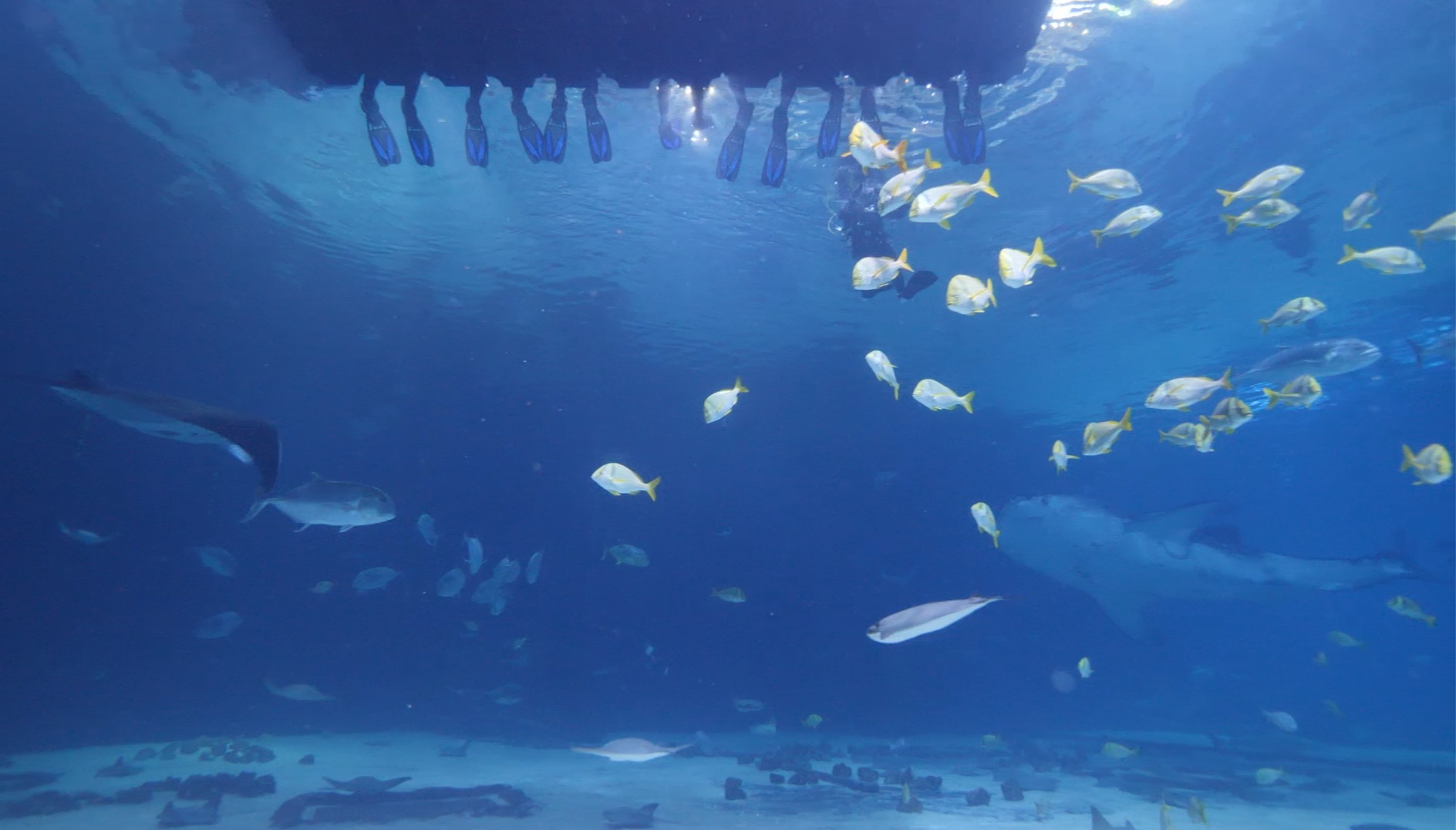 The Aquarium Whale Shark Dive LunaSea Adventures