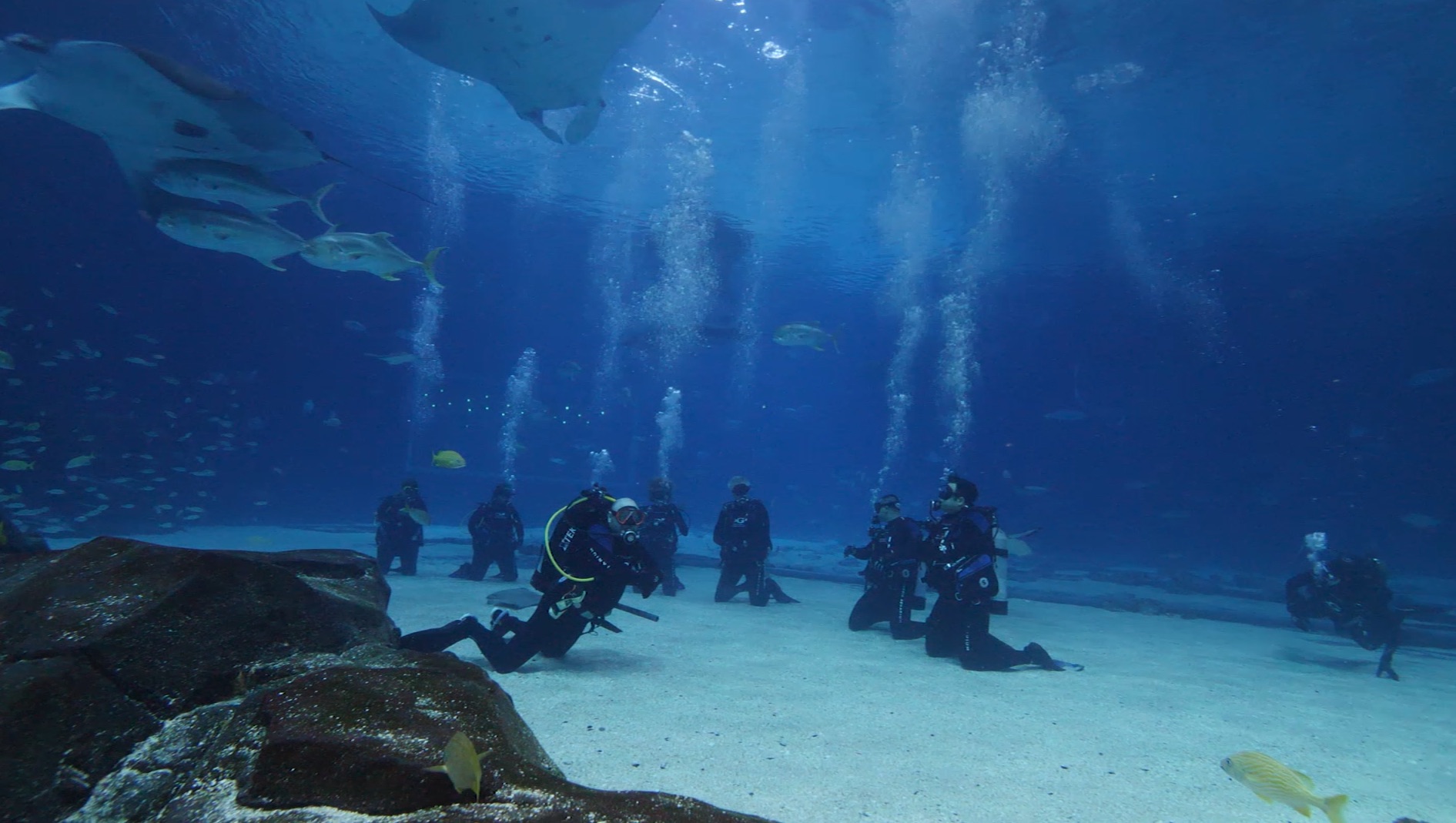 The Aquarium Whale Shark Dive LunaSea Adventures